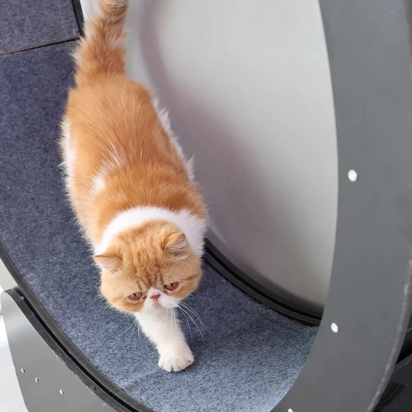 RYPetmia Cat Exercise Wheel
