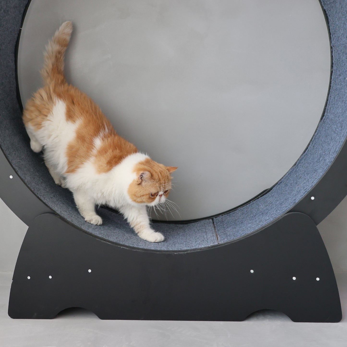 RYPetmia Cat Exercise Wheel