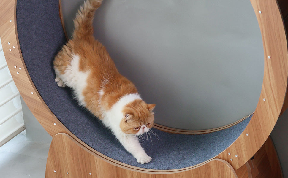 RYPetmia Cat Exercise Wheel