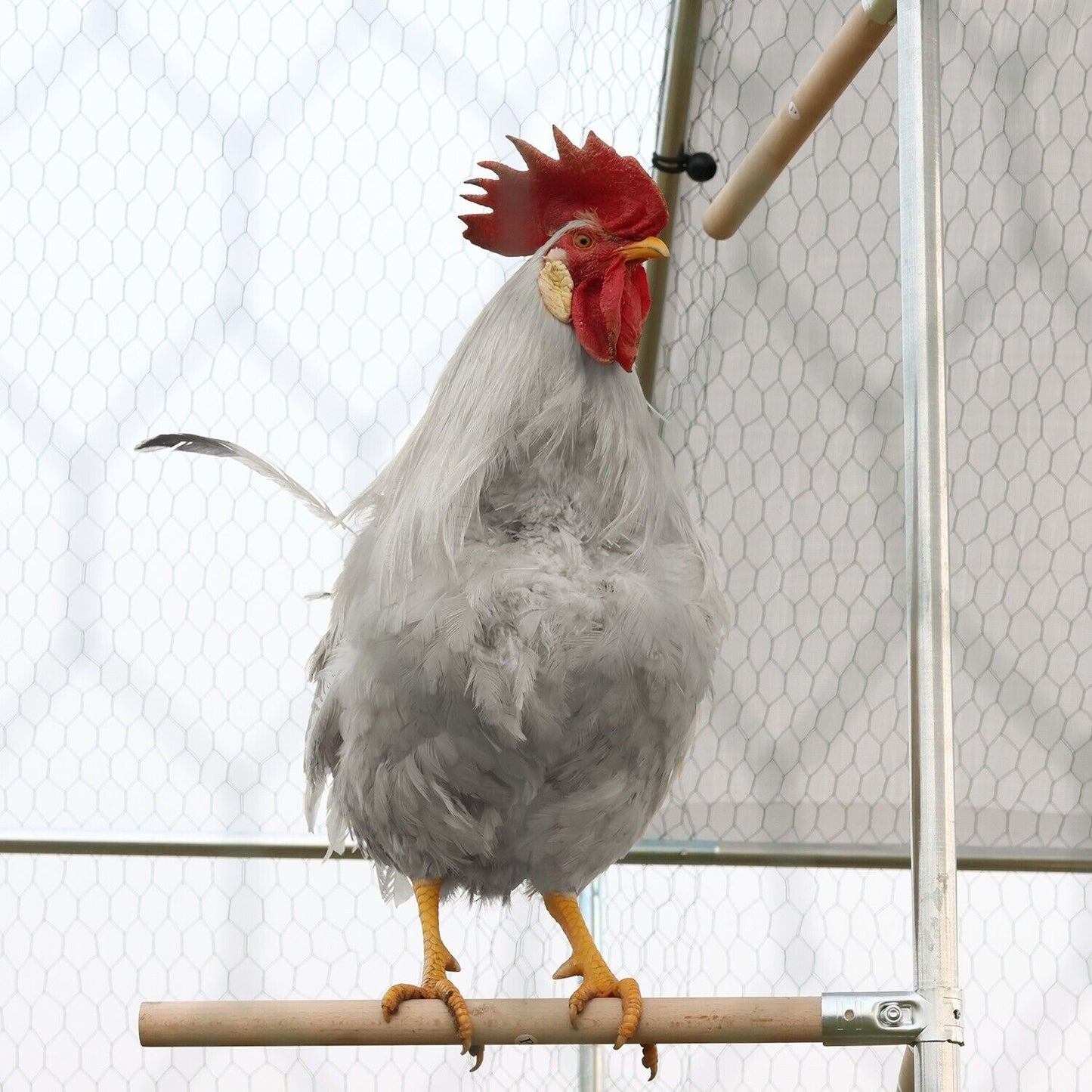Walnest 10x10 ft Metal Chicken Cage