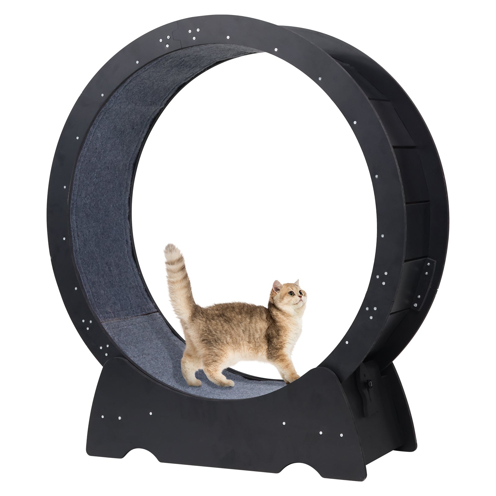 Cat on sale exercise wheel